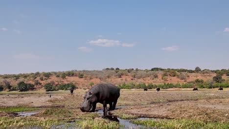 Hippopotamus-In-River-At-Chobe-National-Park-In-Kasane-Botswana