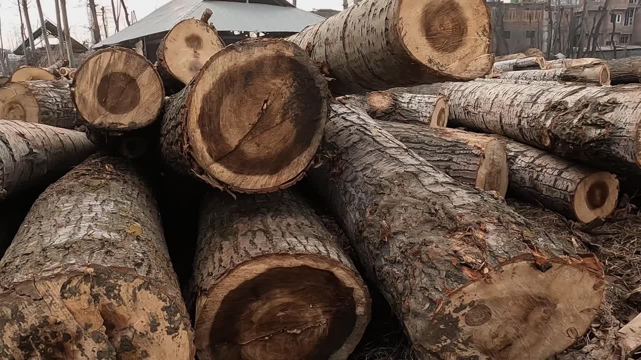 Large Stack of Cut Timber Logs at a Local Sawmill in srinagar, Kashmir, India. day time, tilt up shot, 4k.