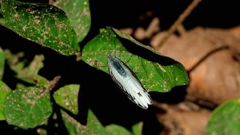 Un-Zoom-Fuera-De-Esta-Mariposa-Que-Descansa-Sobre-Una-Hoja,-Albatros-Rayado-Appias-Libythea,-Parque-Nacional-Kaeng-Krachan,-Tailandia