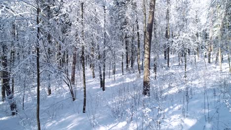 Fliegen-Zwischen-Den-Bäumen-Im-Verschneiten-Waldwinter.