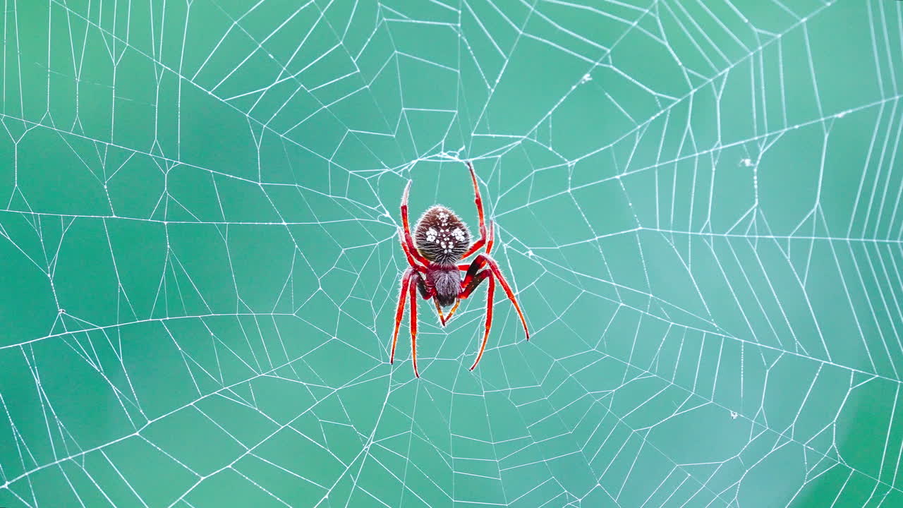 Red Orb Weaver Spider in Web 2