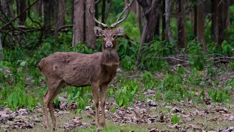 Der-Eldhirsch-Ist-Aufgrund-Von-Lebensraumverlust-Und-Jagd-Eine-Vom-Aussterben-Bedrohte-Art