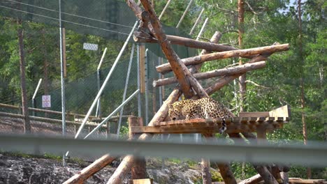 Critically endangered Amur Leopard kept in captivity Norway bear park - Feeding on raw meet behind massive fence - Static handheld closeup with fence both in foreground and background