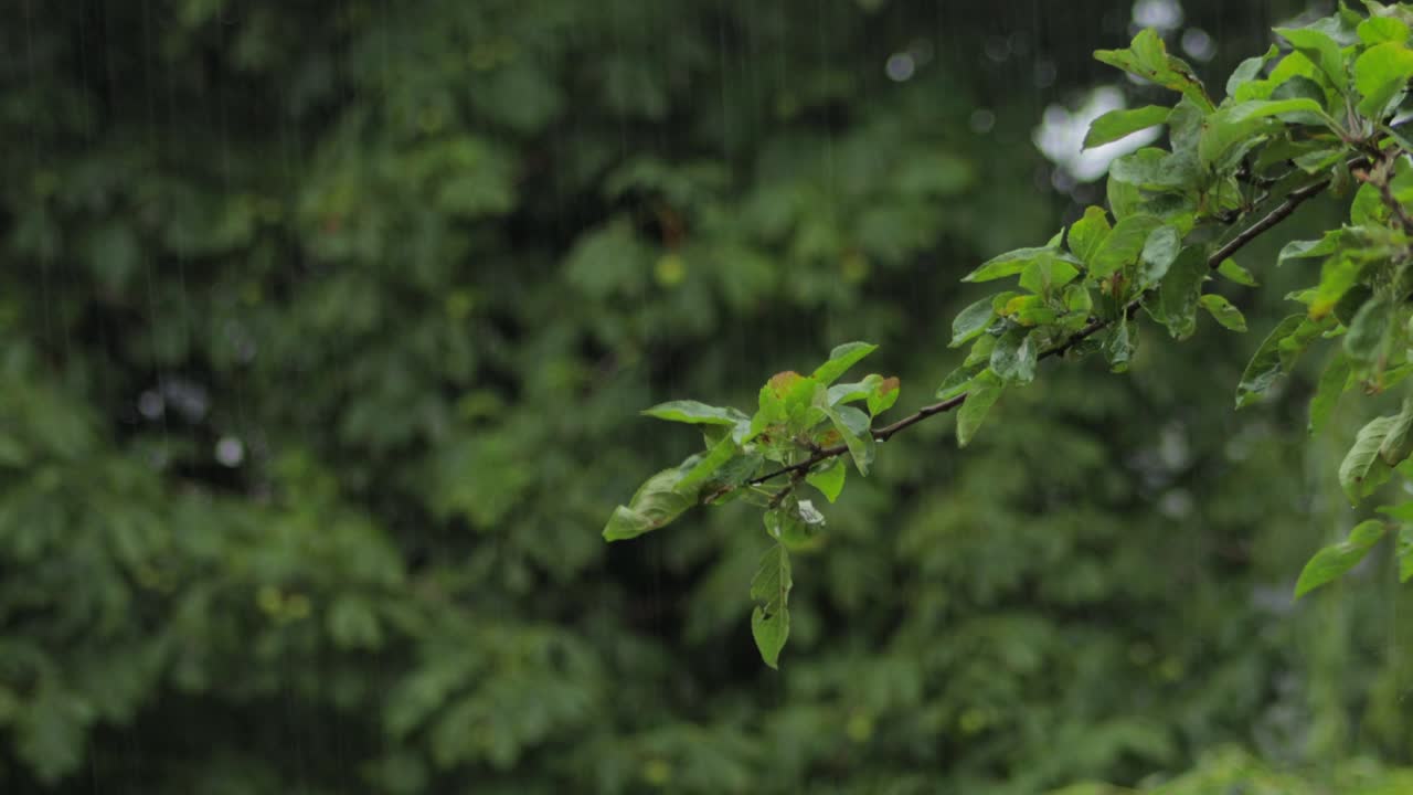 Tree branch with green leaves moving in heavy rain and wind | Premium ...