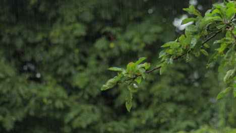 Rama-De-árbol-Con-Hojas-Verdes-Moviéndose-Bajo-Fuertes-Lluvias-Y-Viento