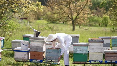 replacing a heavy wooden beehive in the rural apiary. beekeeper in white clothes taking care of his farm. lots of bees swarming around.