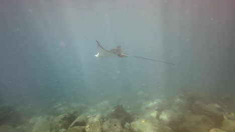 two eagle rays glide underwater