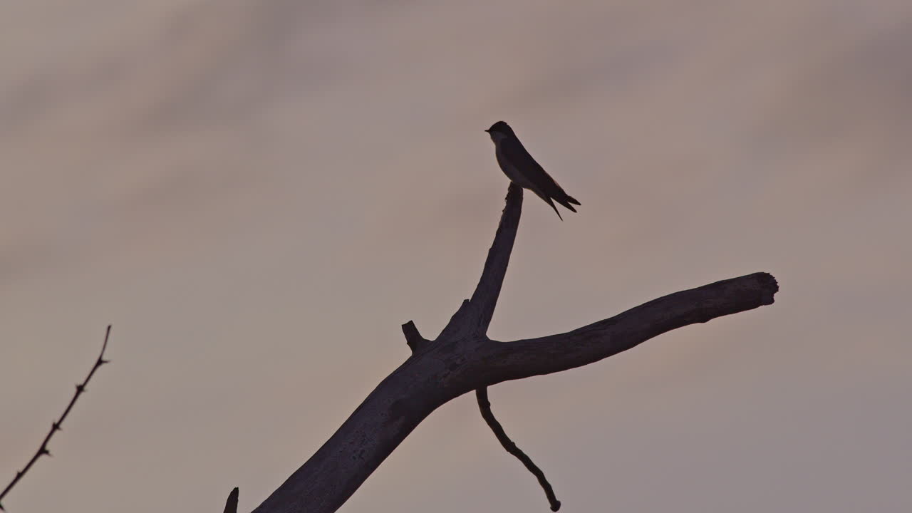 Purple martin sits atop limb in silhouette