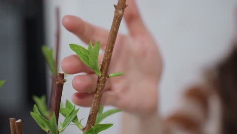 close up of sprouting stems in pot with fresh green leaves emerging while gentle fingertip brushes leaf surface in softly lit indoor urban plant care scene with blurred table and brick backdrop