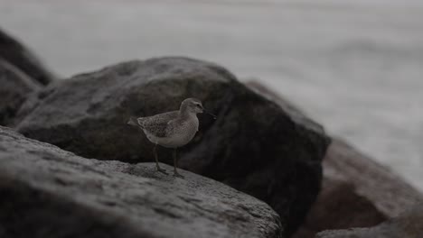 este clip muestra a un sandpiper de madera caminando sobre las rocas del rompeolas en un clima tormentoso