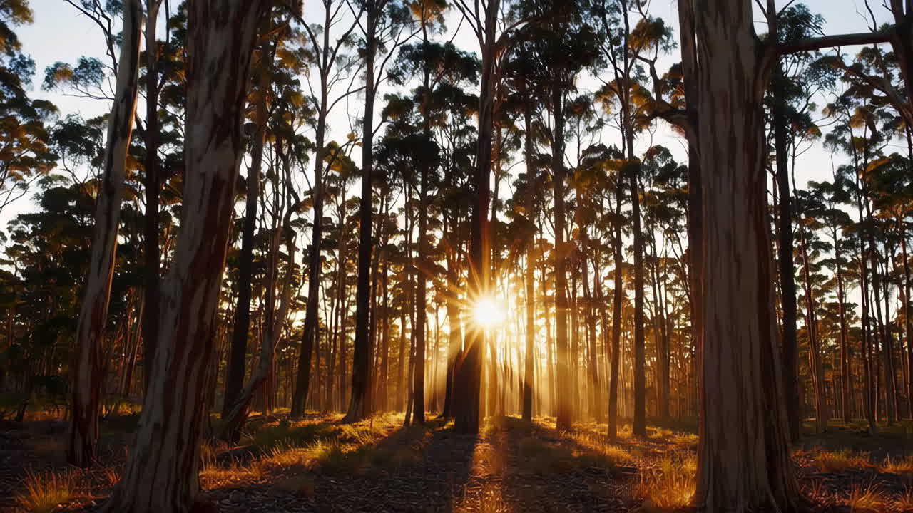 Sunlight Piercing Through a Dense Forest