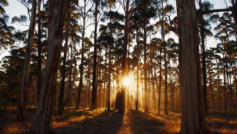 sunlight piercing through a dense forest