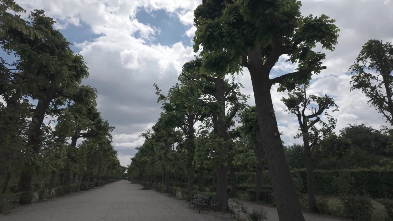 Clip video 4K di alberi dalla forma insolita che circondano una strada privata nel giardino del Palazzo di Schönbrunn in Austria, Europa.