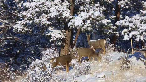 Grupo-De-Venados-Bura-Forrajeando-En-La-Ladera-De-Una-Colina-Y-Comiendo-De-Los-árboles-Derribando-Nieve-Durante-El-Invierno-De-Colorado