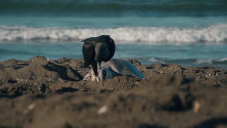 la tortuga pone huevos en la arena mientras el pájaro de presa entra en el tiro y pica el suelo