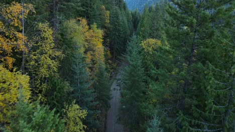 wide trail leading through thick boreal forest filmed cinematically from above