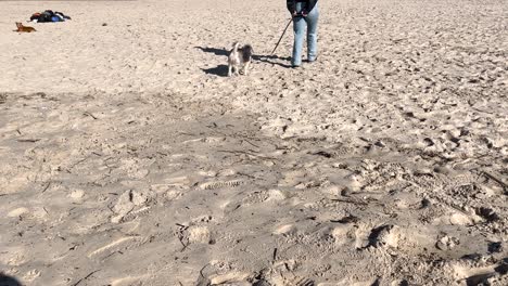 A-person-walks-a-dog-on-a-leash,-strolling-along-the-ground-as-it-transitions-to-the-sandy-beach,-illustrating-the-concept-of-bonding-and-leisurely-outdoor-activities-with-pets