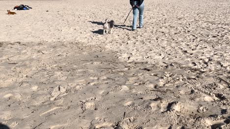 una persona camina a un perro con una correa, paseando por el suelo mientras pasa a la playa de arena, ilustrando el concepto de unión y actividades al aire libre con mascotas