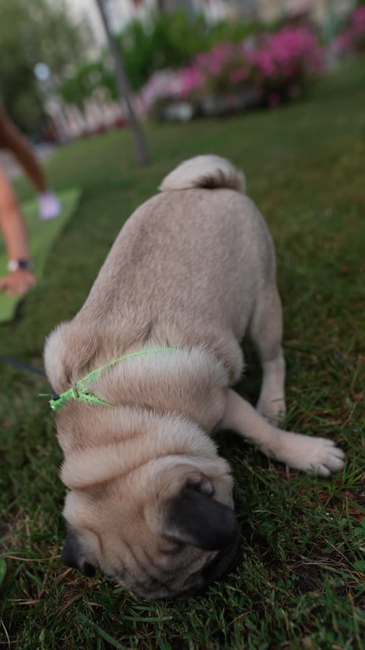 공원에서 요가를 연습하는 여자
