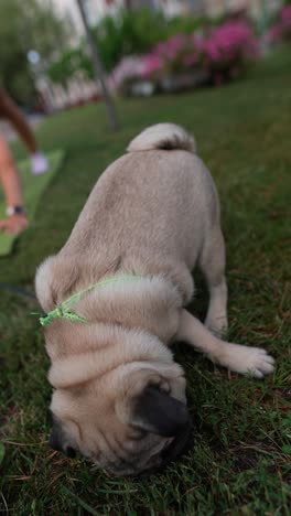 mujer practicando yoga en el parque con su pug