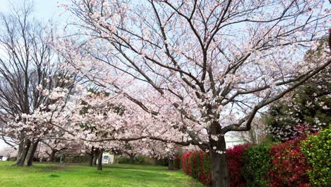 the best cherry blossom in yokohama