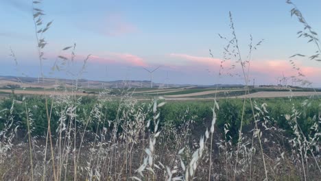 sunset wind turbine eco green energy in agricultural wheat grain field