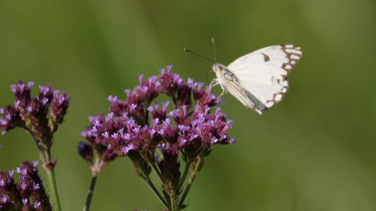 Un primo piano di una farfalla bianca dalle venature marroni posata su un vivace fiore viola.