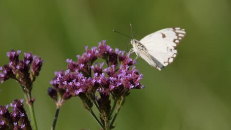 un primer plano de una mariposa blanca con venas marrones sentada encima de una vibrante flor violeta