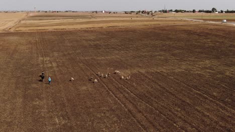 Vista-Aérea-De-Un-Pastor-Con-Sus-Ovejas-En-Marruecos