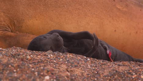 New-Born-Elephant-seal-pup-with-dark-fur-lays-by-its-mother-closeup-moving-its-flippers-with-its-umbilical-cord-still-visible