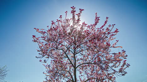 purple paulownia tomentosa moves on a sunny day