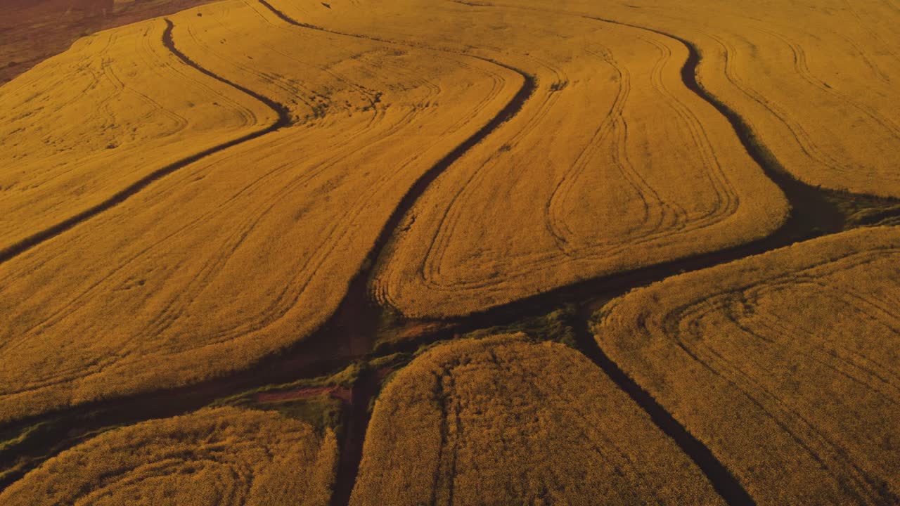 drone volando sobre el campo de canola