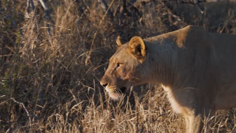 Solitary-lioness-walking-in-african-savannah-grass-behind-thorny-bush