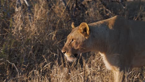 leona solitaria caminando en la sabana africana detrás de un arbusto espinoso