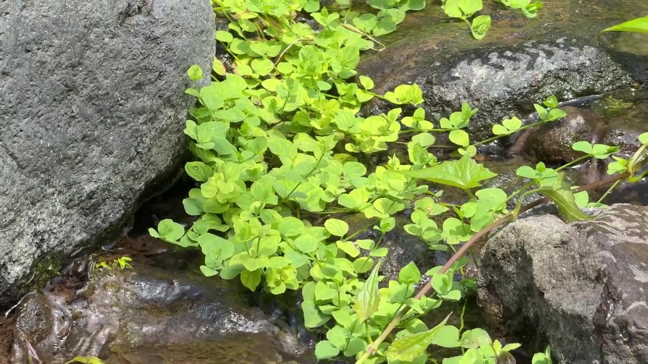 Small Stream Flowing Over Rocks With Green Plants