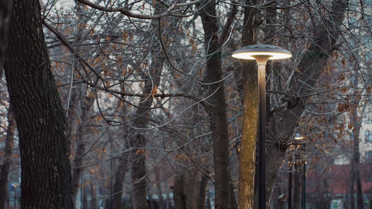 Tall light pole illuminating tree branches with dry leaves during peaceful evening in wooded park area, casting soft warm glow along path lined with bare trunks in serene urban nature setting