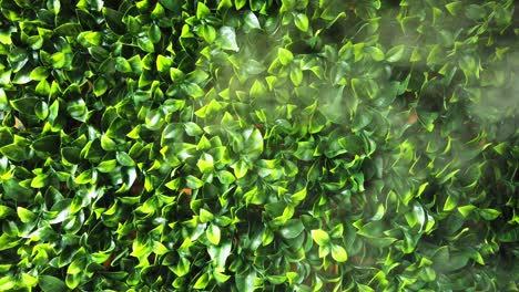 steam from a humidifier with a green leaves background