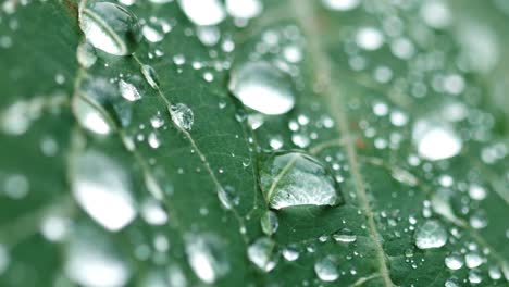 Gotas-De-Rocío-Matutino-En-Hojas-Verdes