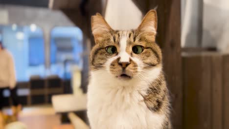 Adorable-Cross-Eyed-Rescue-Cat