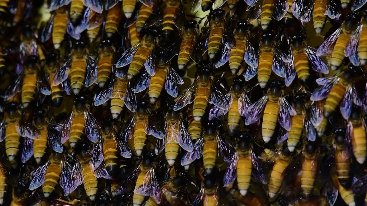 se sabe que las abejas melíferas construyen grandes colonias de nidos con bolsillos simétricos hechos de cera para almacenar miel como fuente de alimento