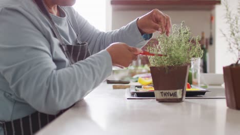 asian senior woman cutting rosemary herb branches by scissors in the kitchen at home