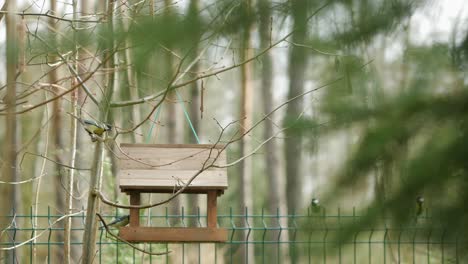 Pájaros-De-Jardín-Llegando-Al-Comedero-De-Madera-Colgado-En-El-árbol