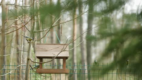 pájaros de jardín que vienen a un alimentador de madera colgando de un árbol