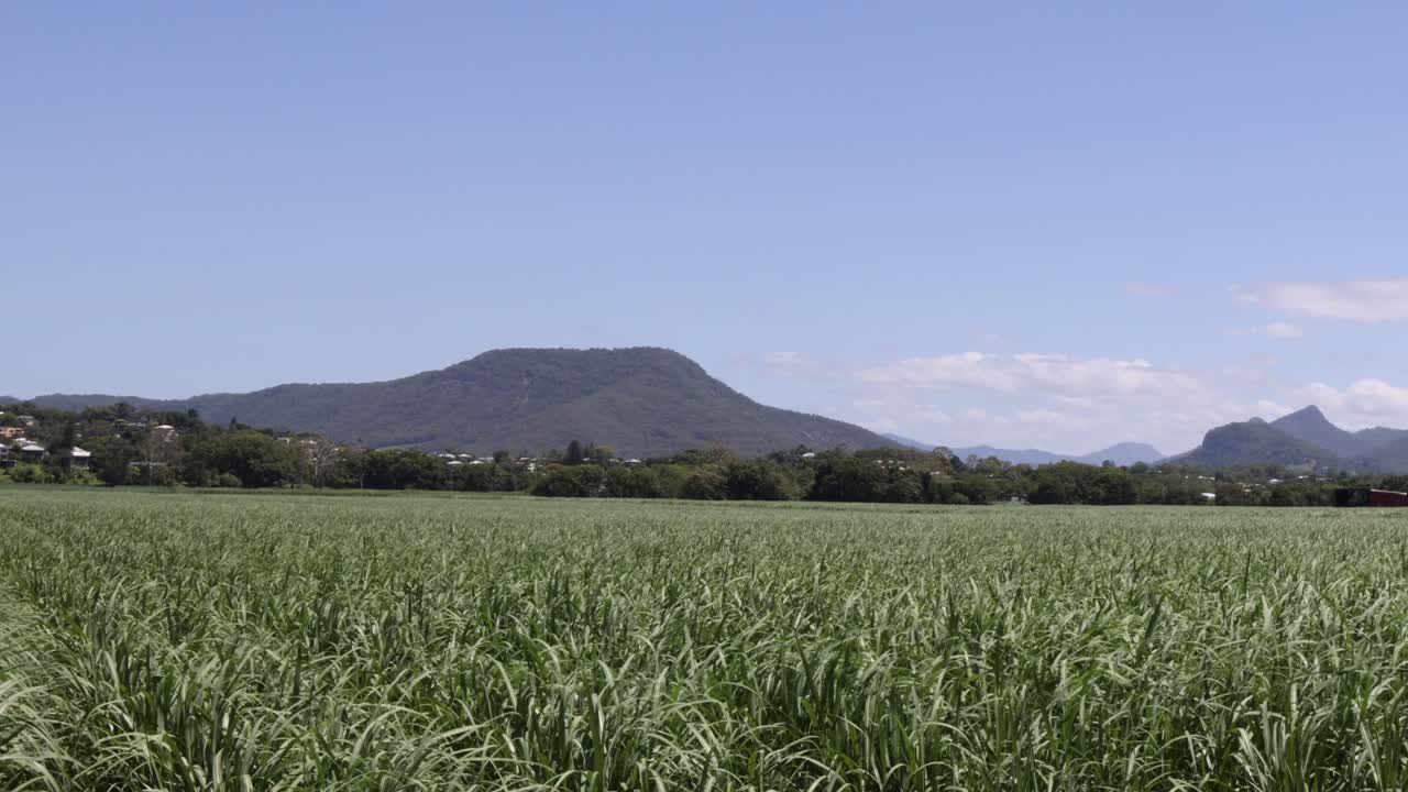 campo exuberante con montañas en el fondo