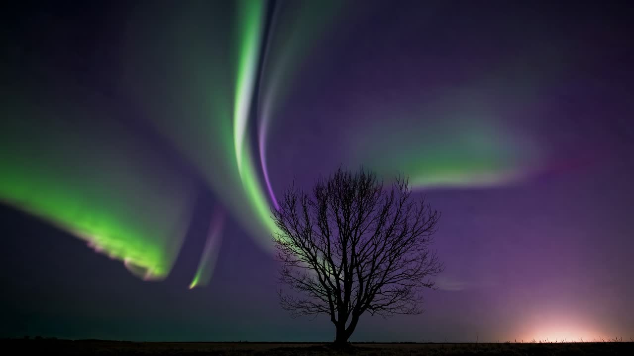 Et fengslende videobilde av nordlyset med silhuetten av et tre