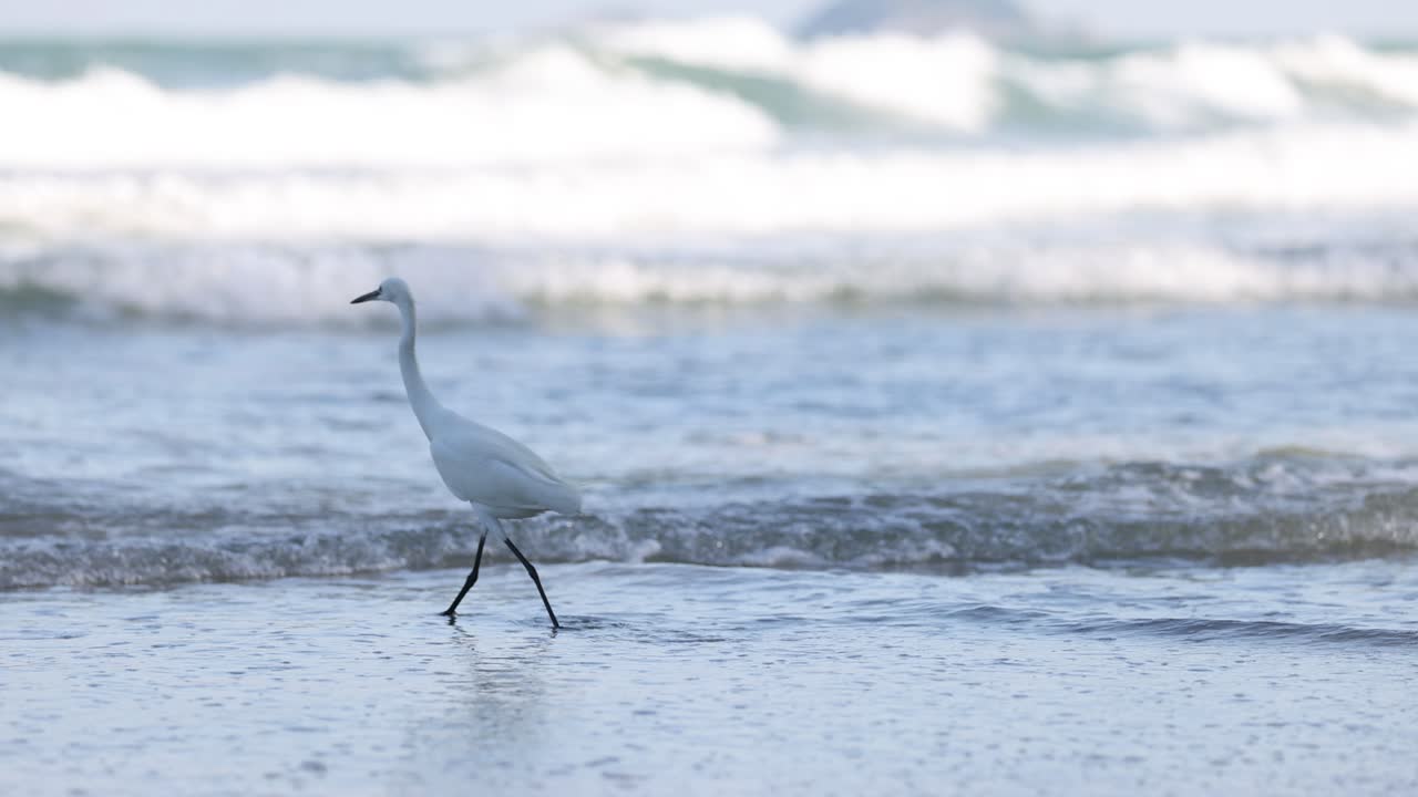 새가 바다의 파도 에서 고 있다
