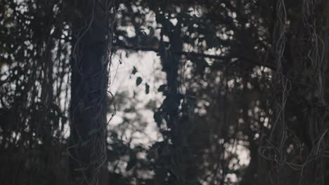 Naturaleza,-Enredaderas-De-La-Selva-Por-Todos-Los-árboles-Y-Trepando