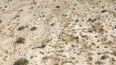 Badlands-Terrain-with-Sparse-Vegetation-and-Wildflowers-from-a-Drone