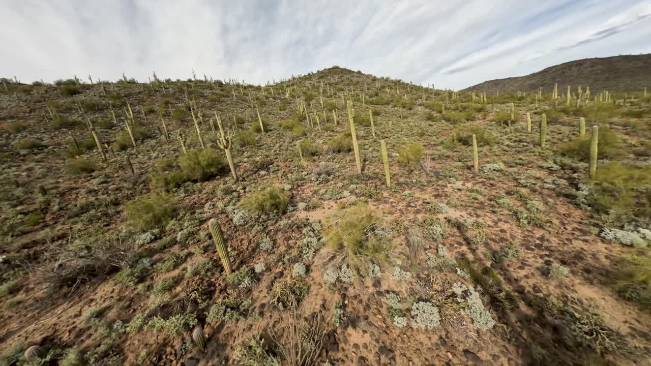 el buceo en la ladera está lleno de cactus.