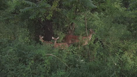 Following-shot-of-Deer-in-forest-area